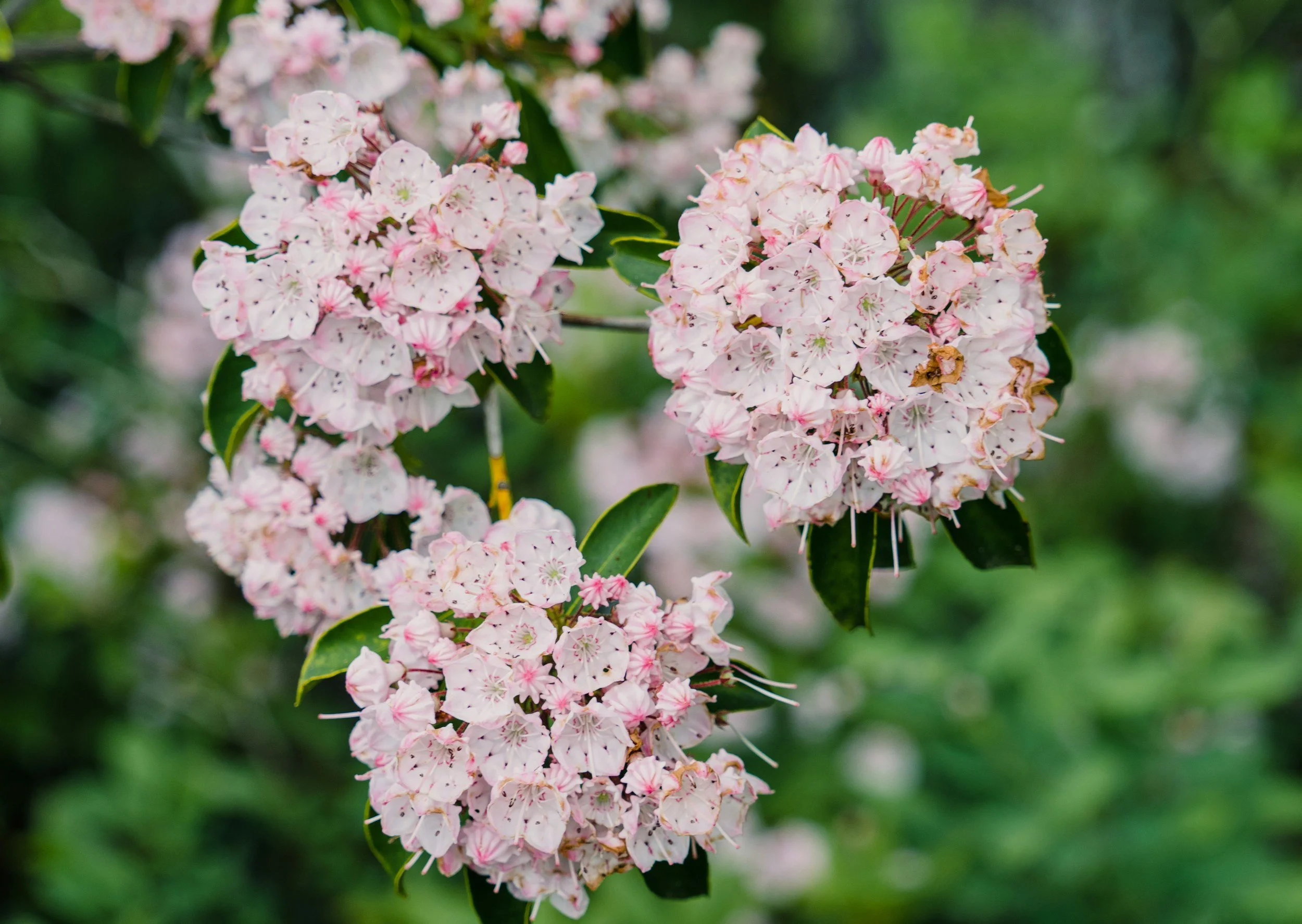 Close-up of pink and white clusters of mountain laurel flowers with dark green leaves in the background.