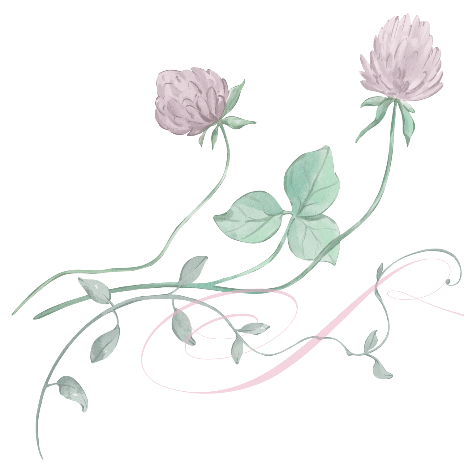 Watercolor illustration of two pink flowers with green leaves and curling pink vine against a black background.