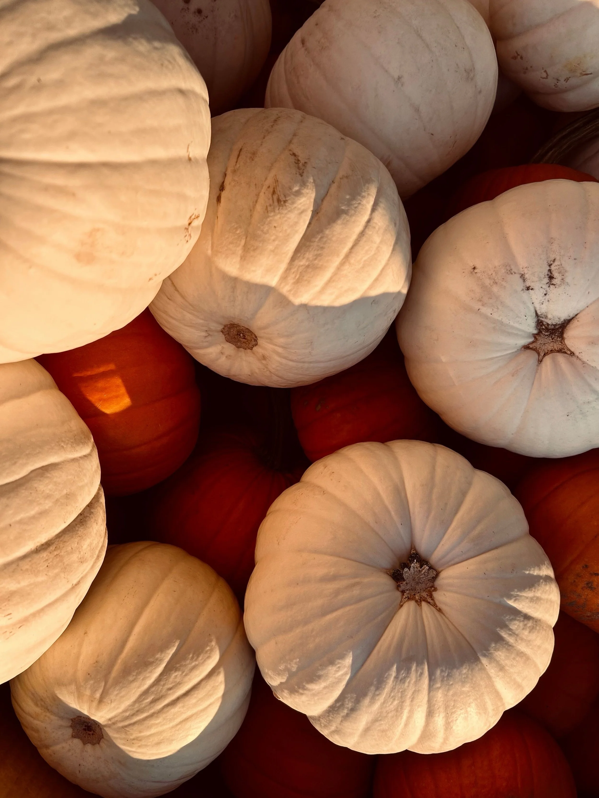 moon overhead
pumpkins on the porch

a little less light
a little more cozy

things changing
without asking permission

this feels like a charm
worth keeping

I have some spots available for October/Nov private Halloween/Fall themed charm bar events.