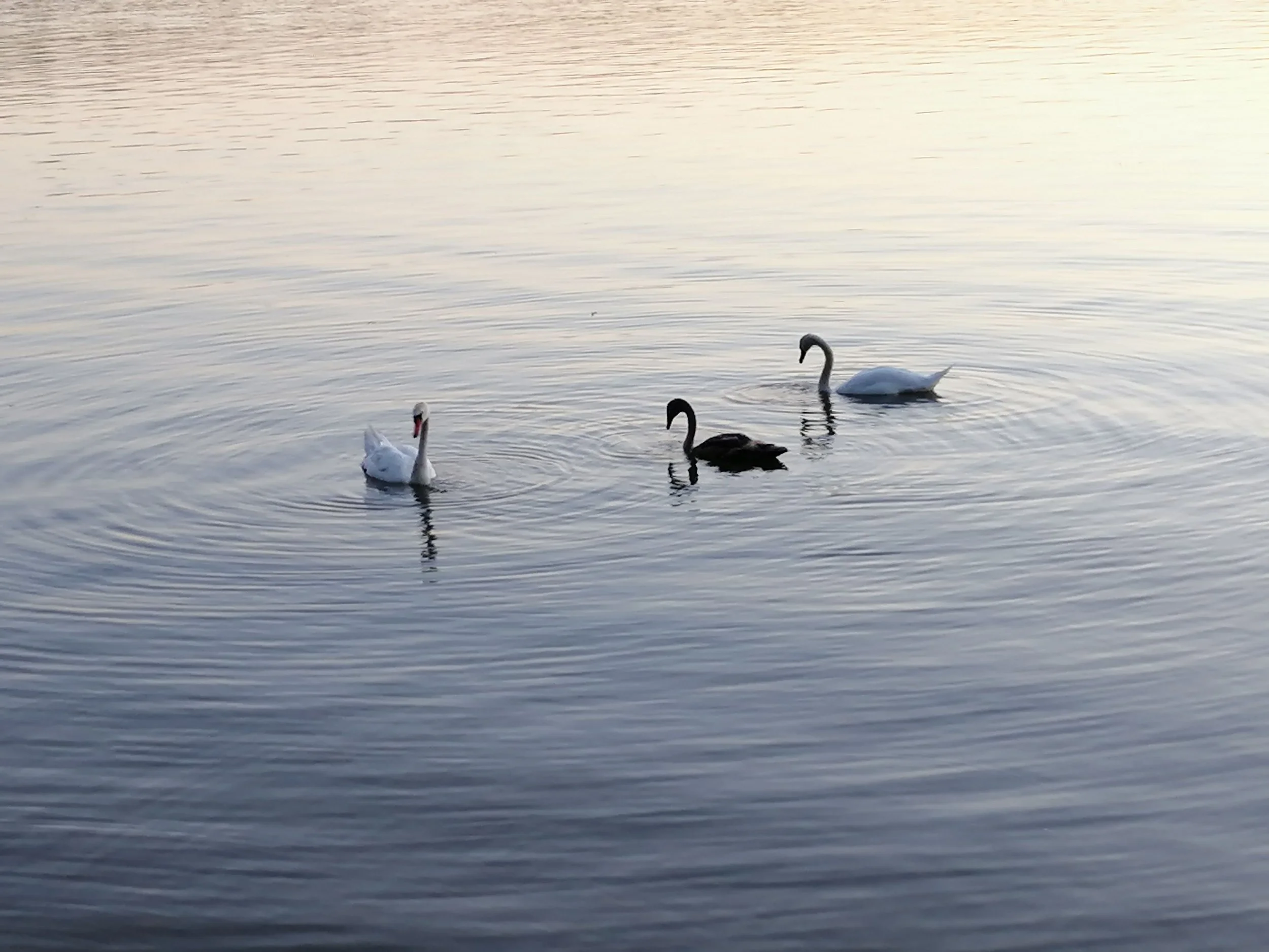 Three swans swimming on a calm body of water during sunset or sunrise.