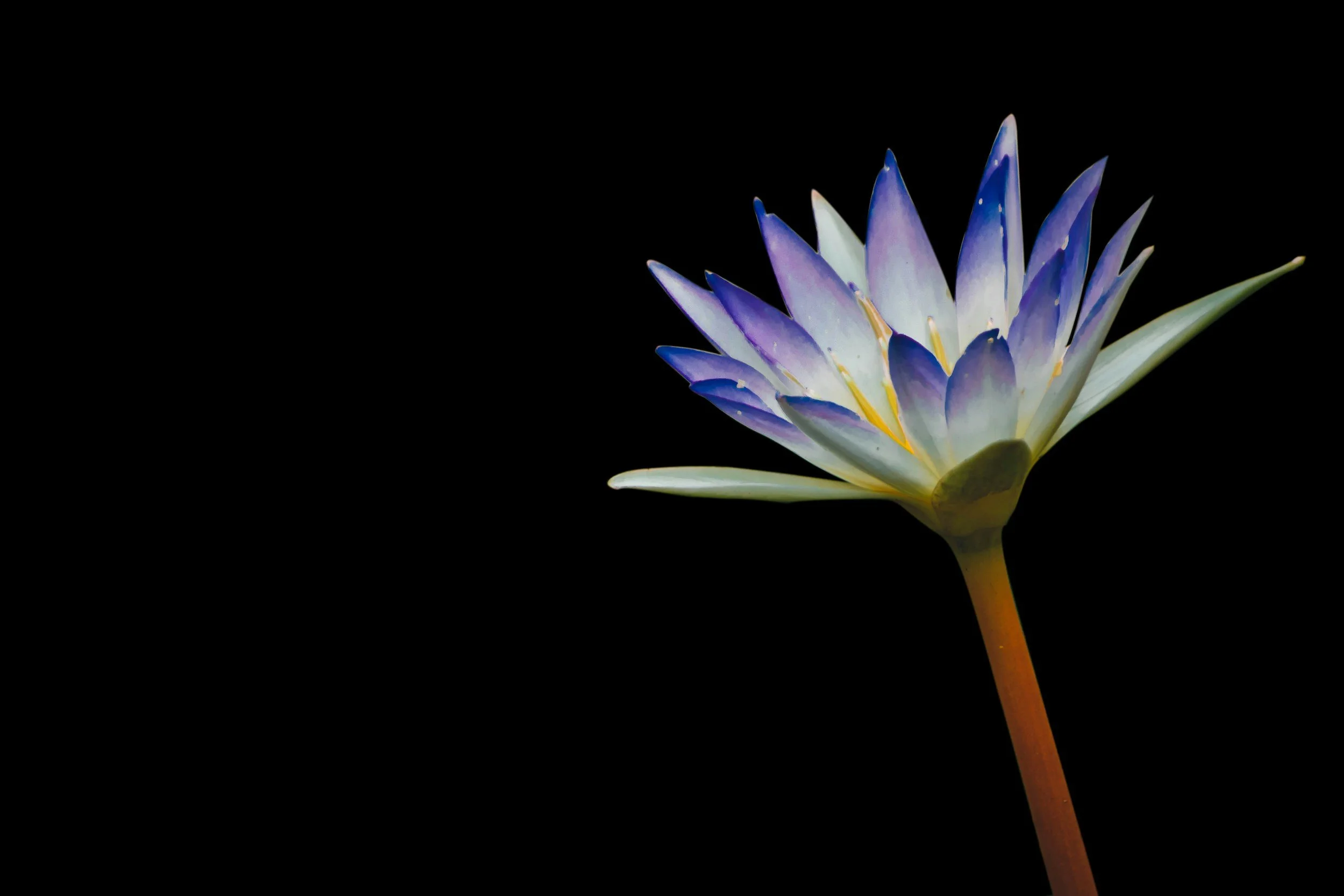A close-up of a blooming water lily with white and purple petals against a black background.