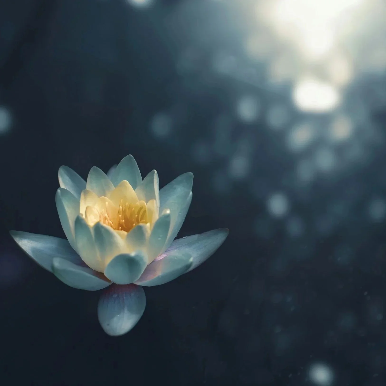 A white and yellow water lily floating on dark water with blurred bokeh light reflections in the background.
