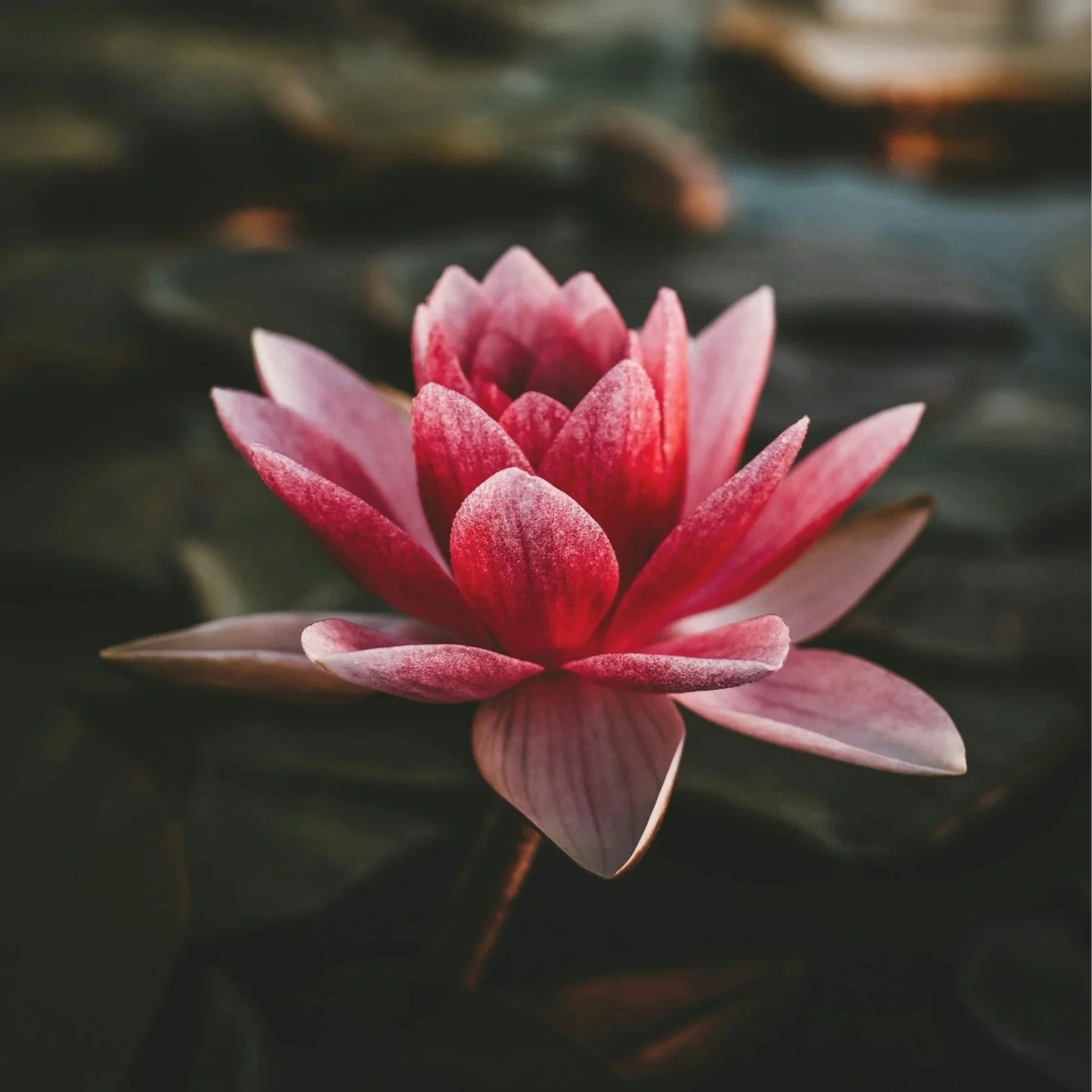 Close-up of a pink and white lotus flower with dark green background.