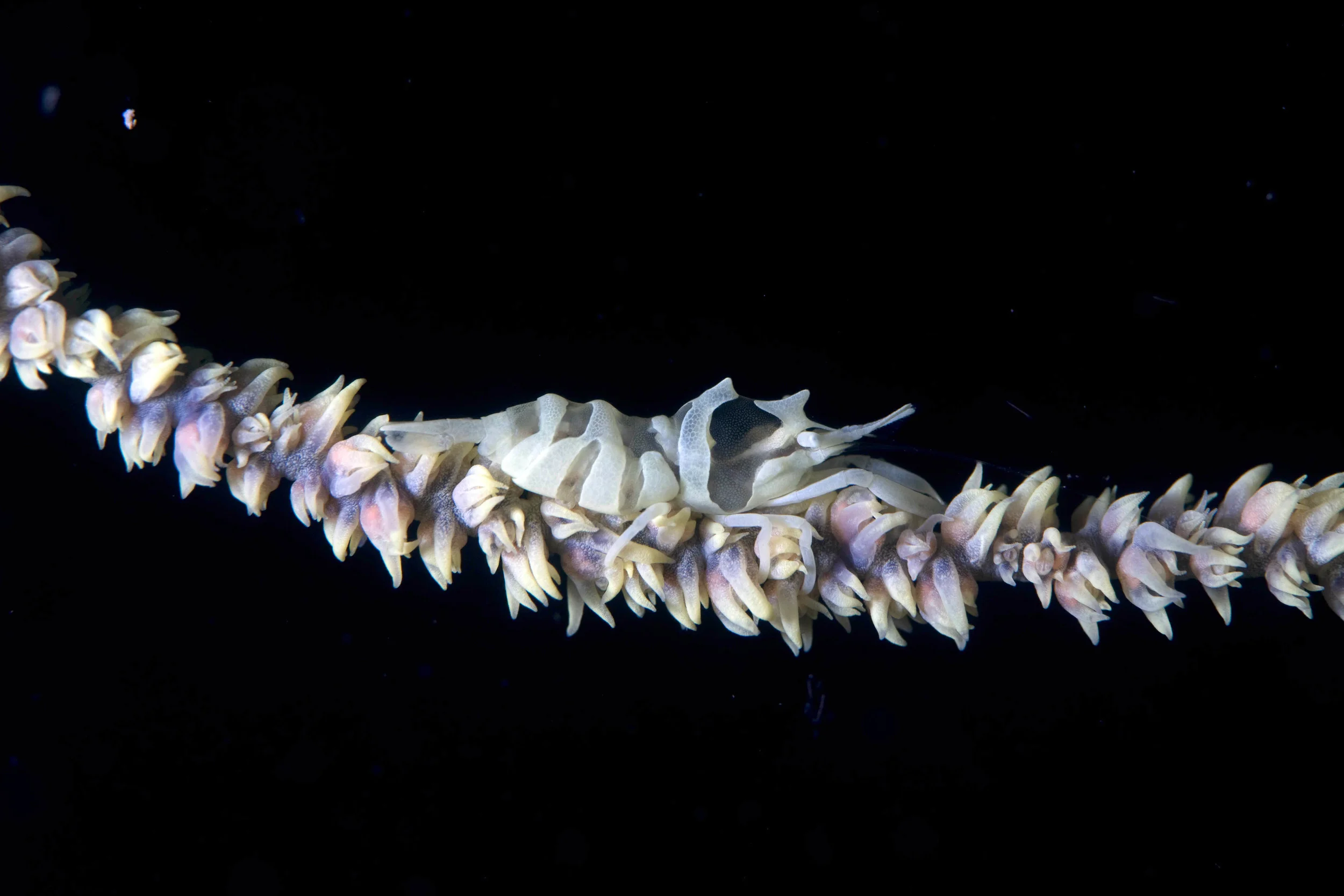 shrimp.jpg