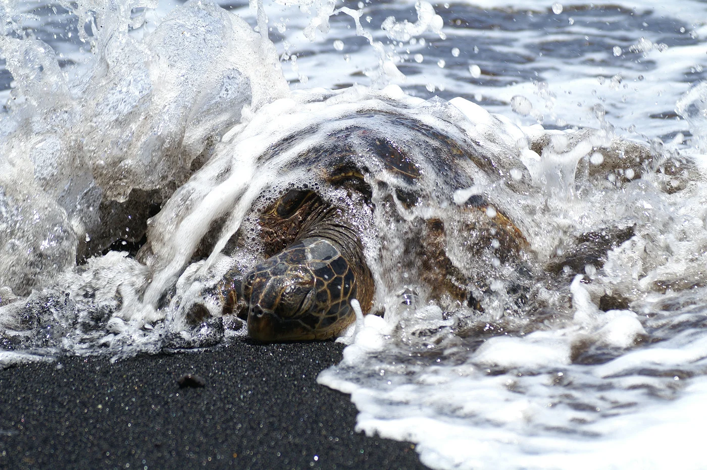 DavidDowning.DurrellGreenTurtle.jpg