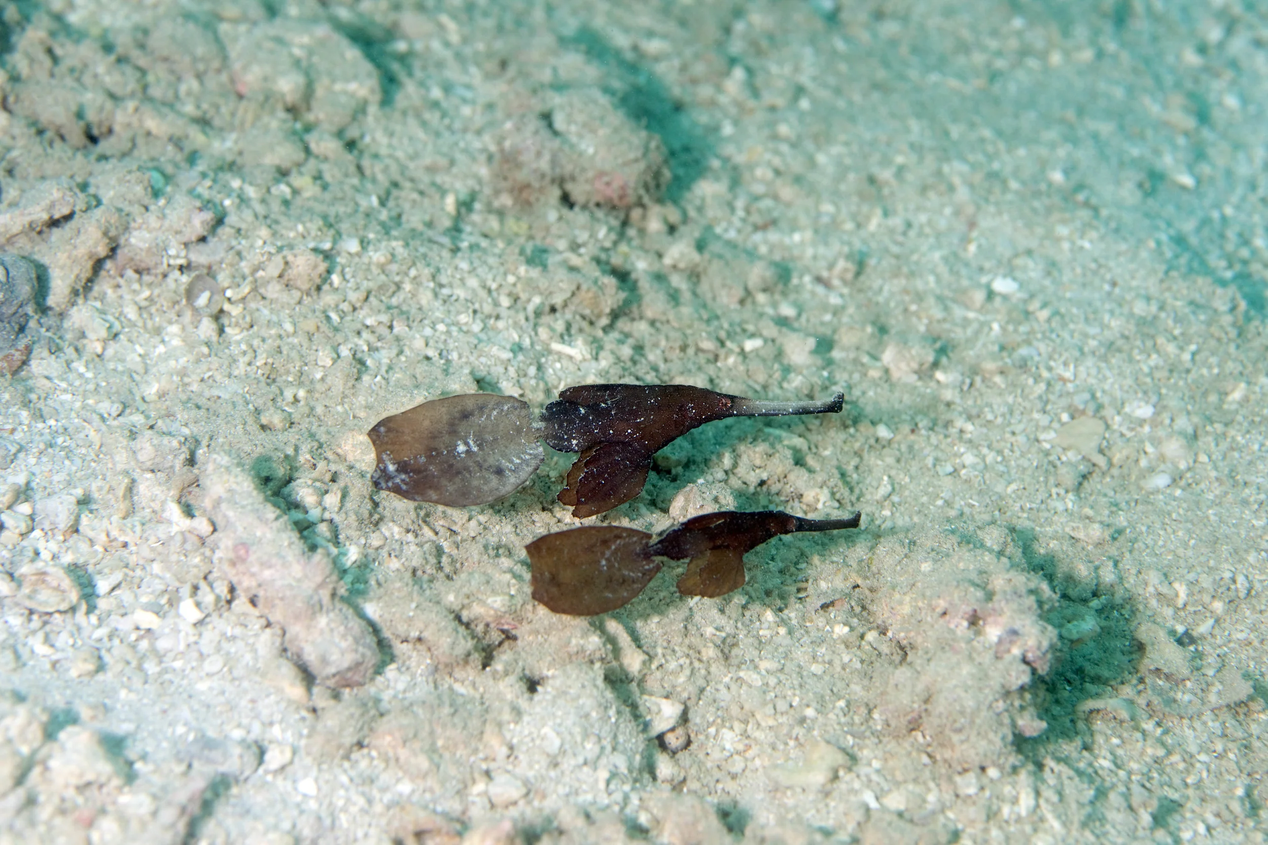 pipefish.jpg