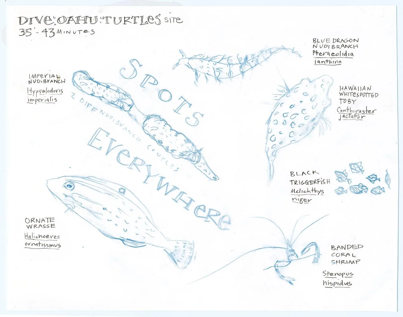 Digitally colored from original underwater sketch (blue), post dive additions (graphite)