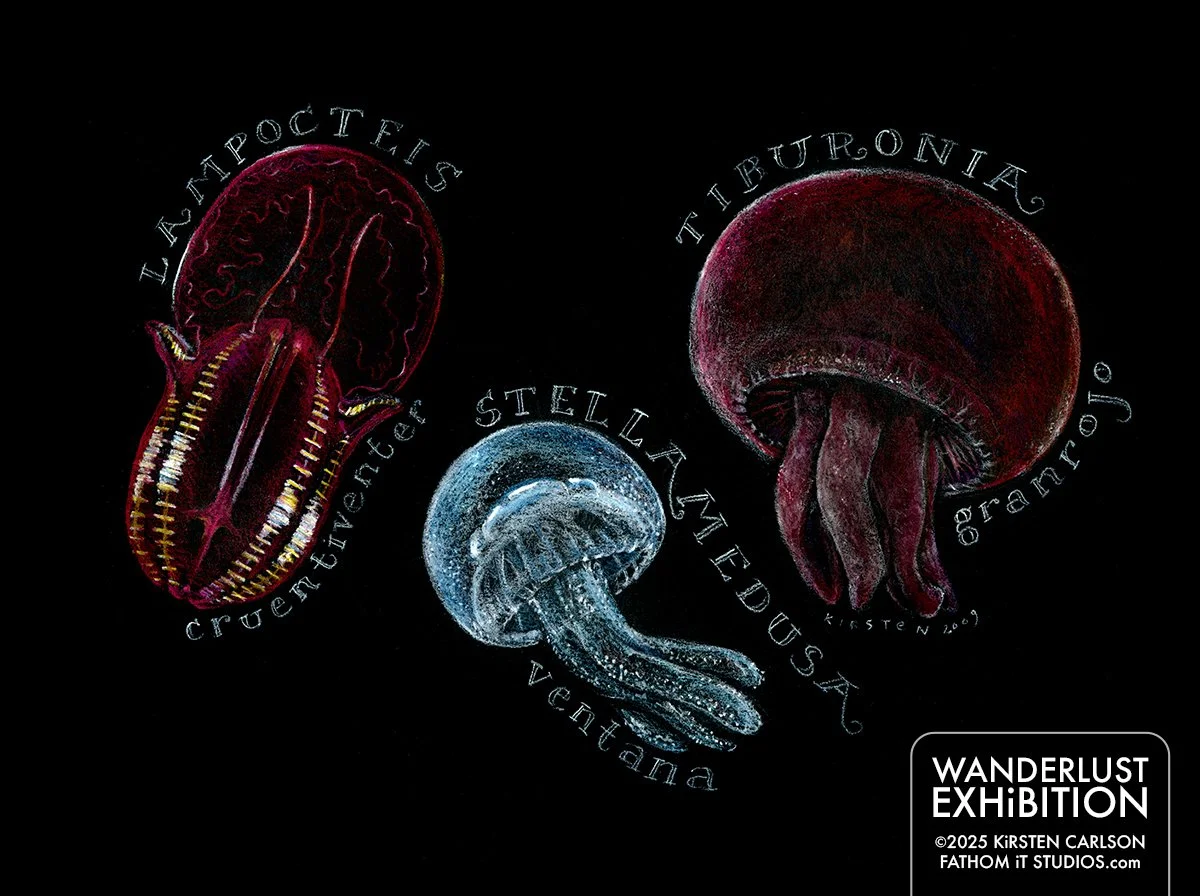 Gelatinous Mesopelagic Fauna (Copy)