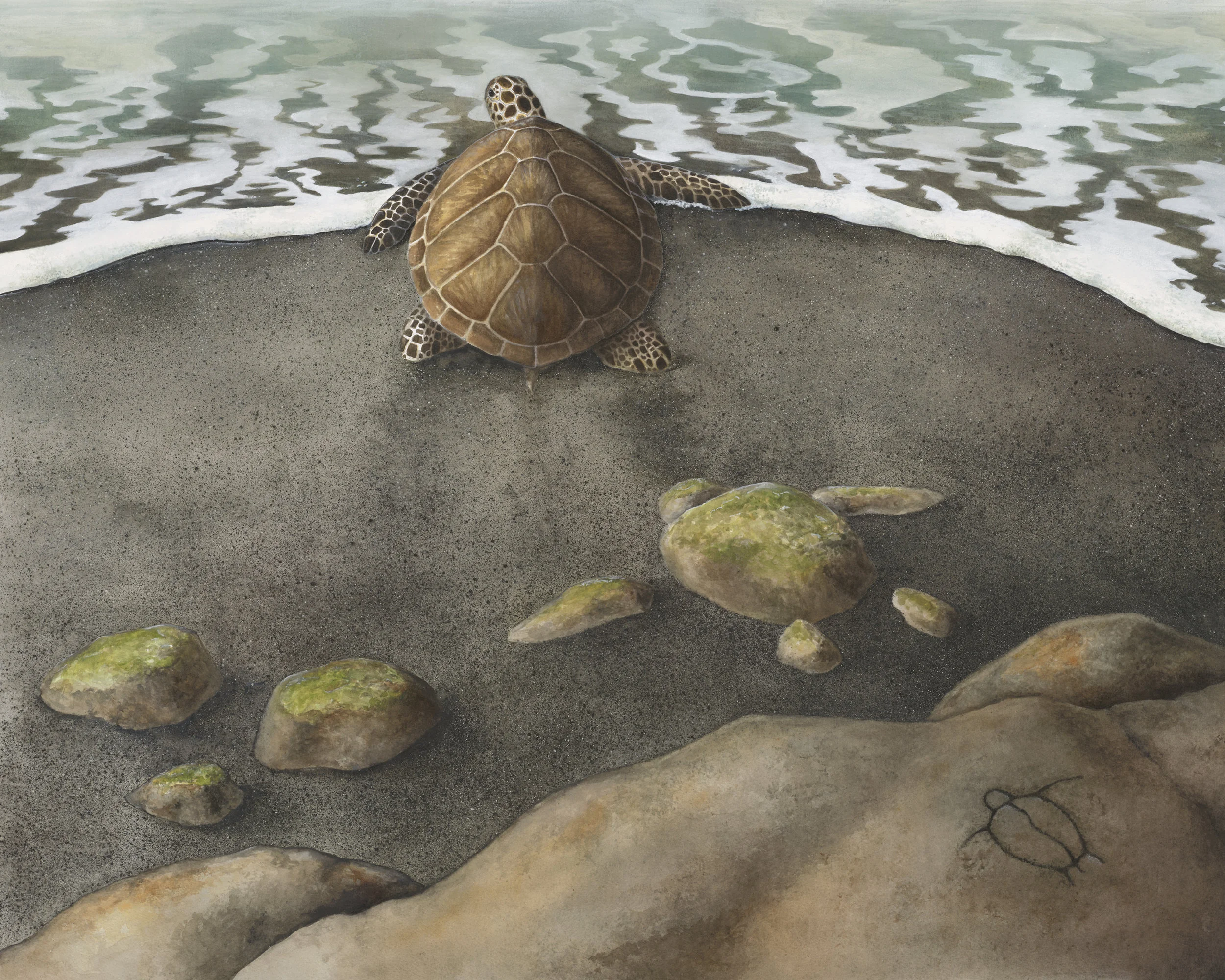 Honu3.jpg