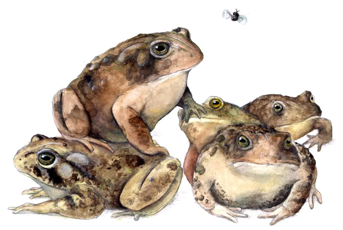 color toads.jpg
