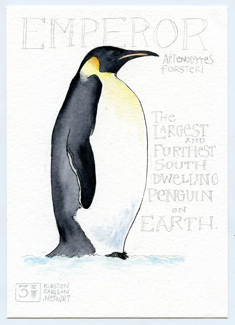 Emperor Penguin   graphite & watercolor