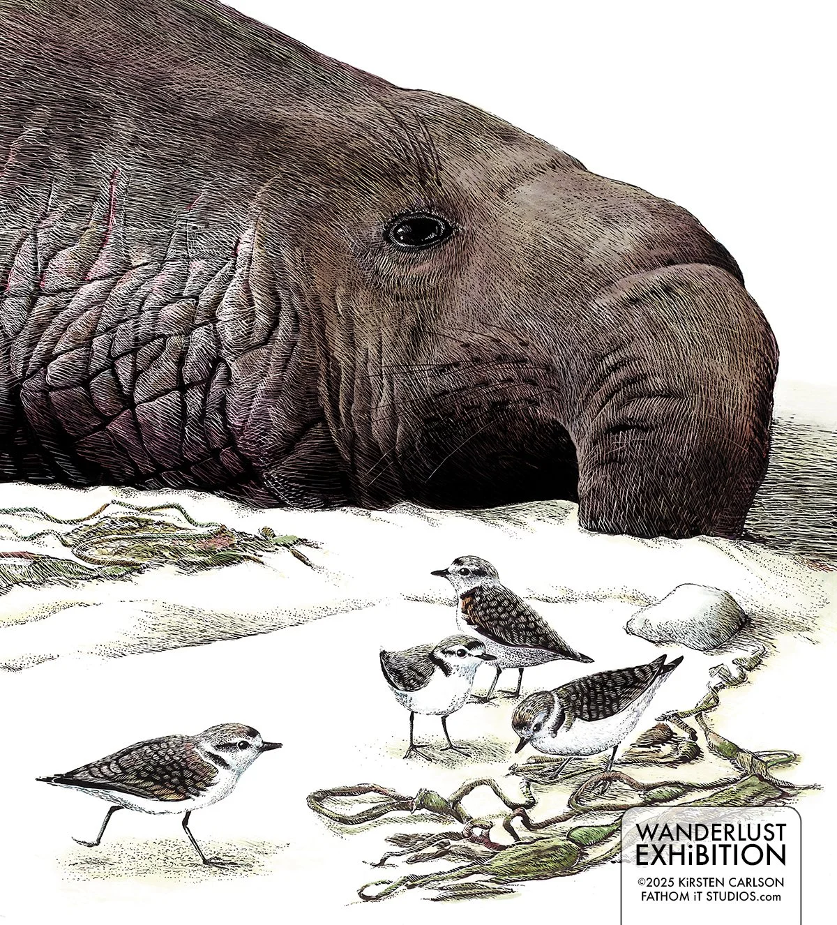 Thriving Seal and Threatened Shorebird (Copy)