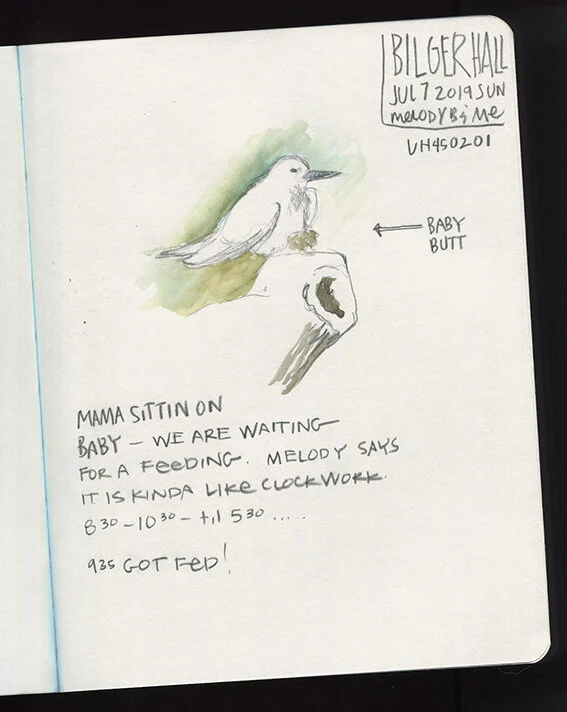 7JUL19 Fairy Tern.jpg