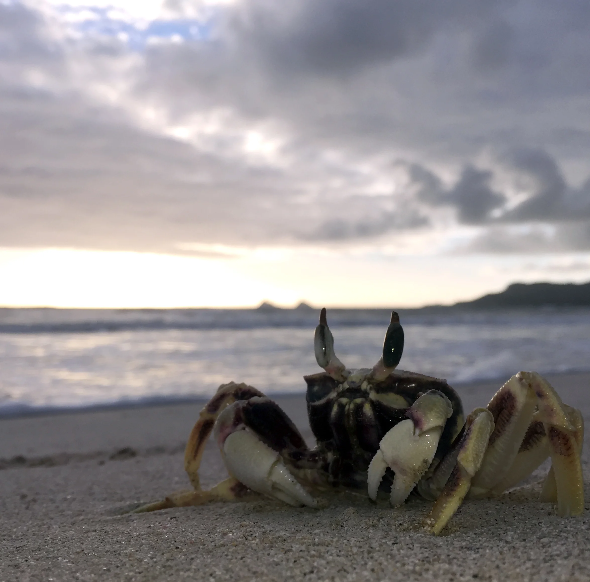 kailuacrab.jpg