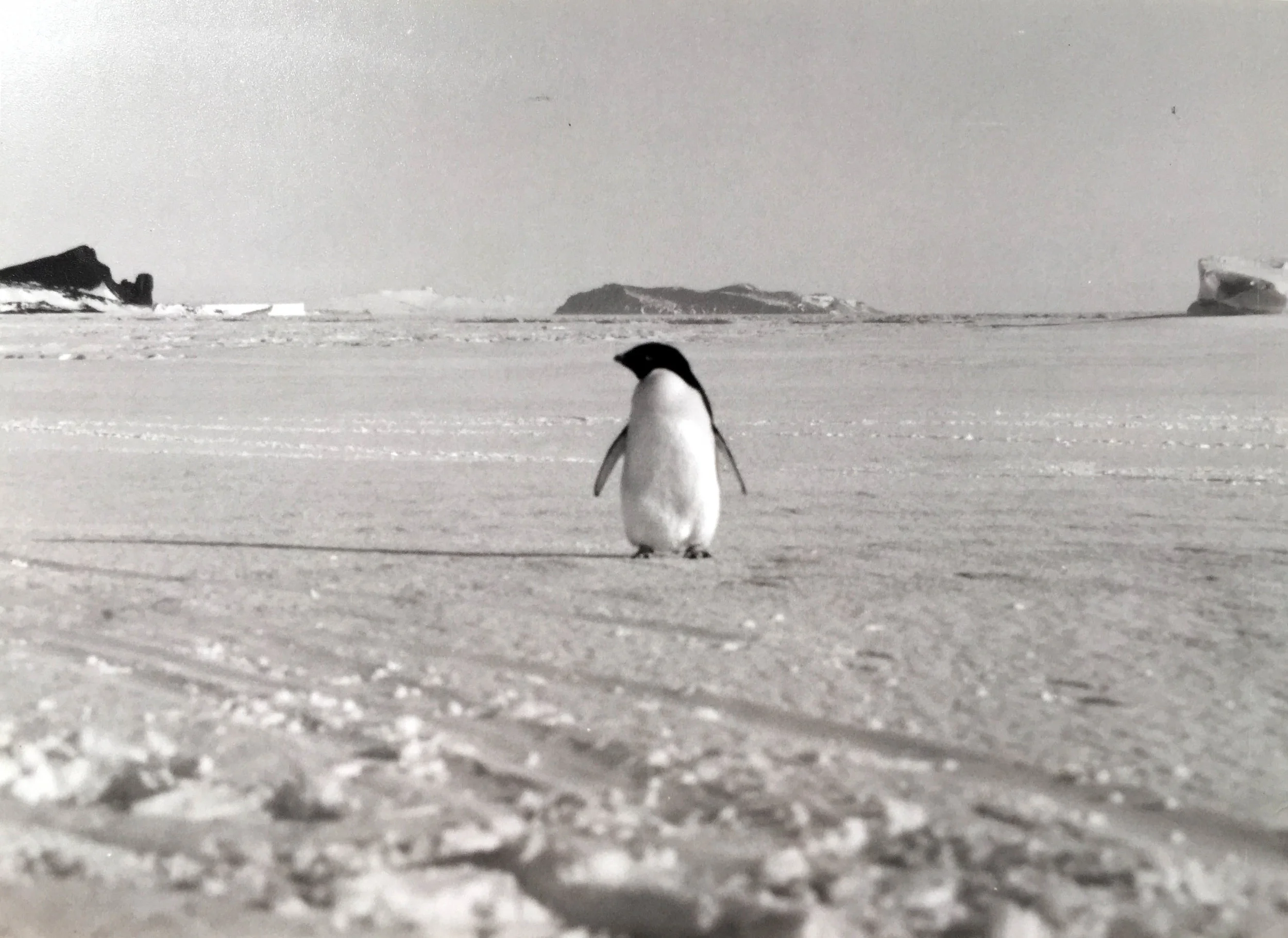 Twenty-year old Penguin Tracks bring Holiday Greetings | Throwback Thursday