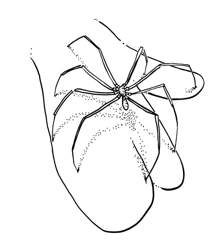 sespider and hand _150dpijpg.jpg
