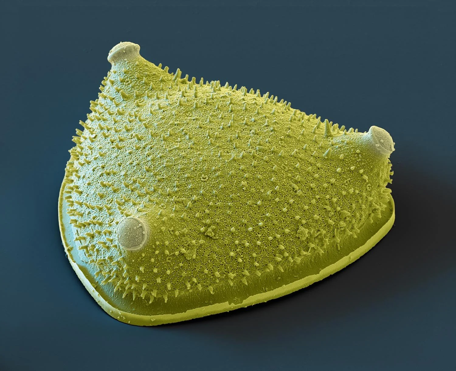 triceratium 1 150dpi.jpg