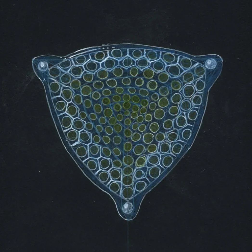 Diatom   colored pencil & toned paper