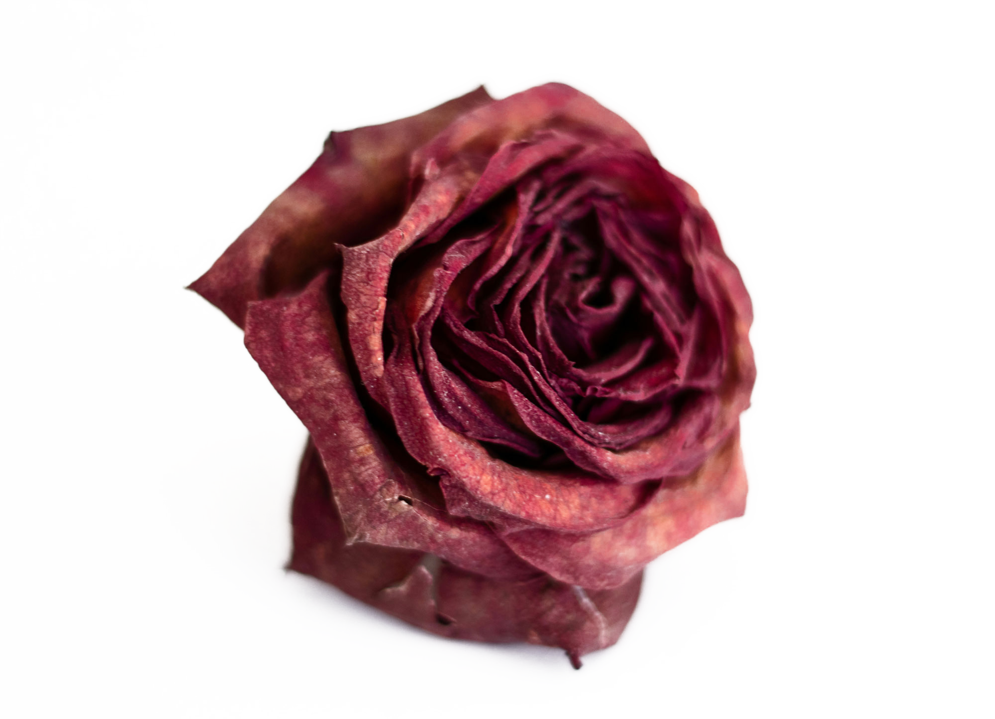 a single dried red rose