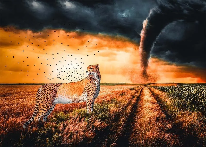 Surreal Cheetah   
Unique Digital Artwork