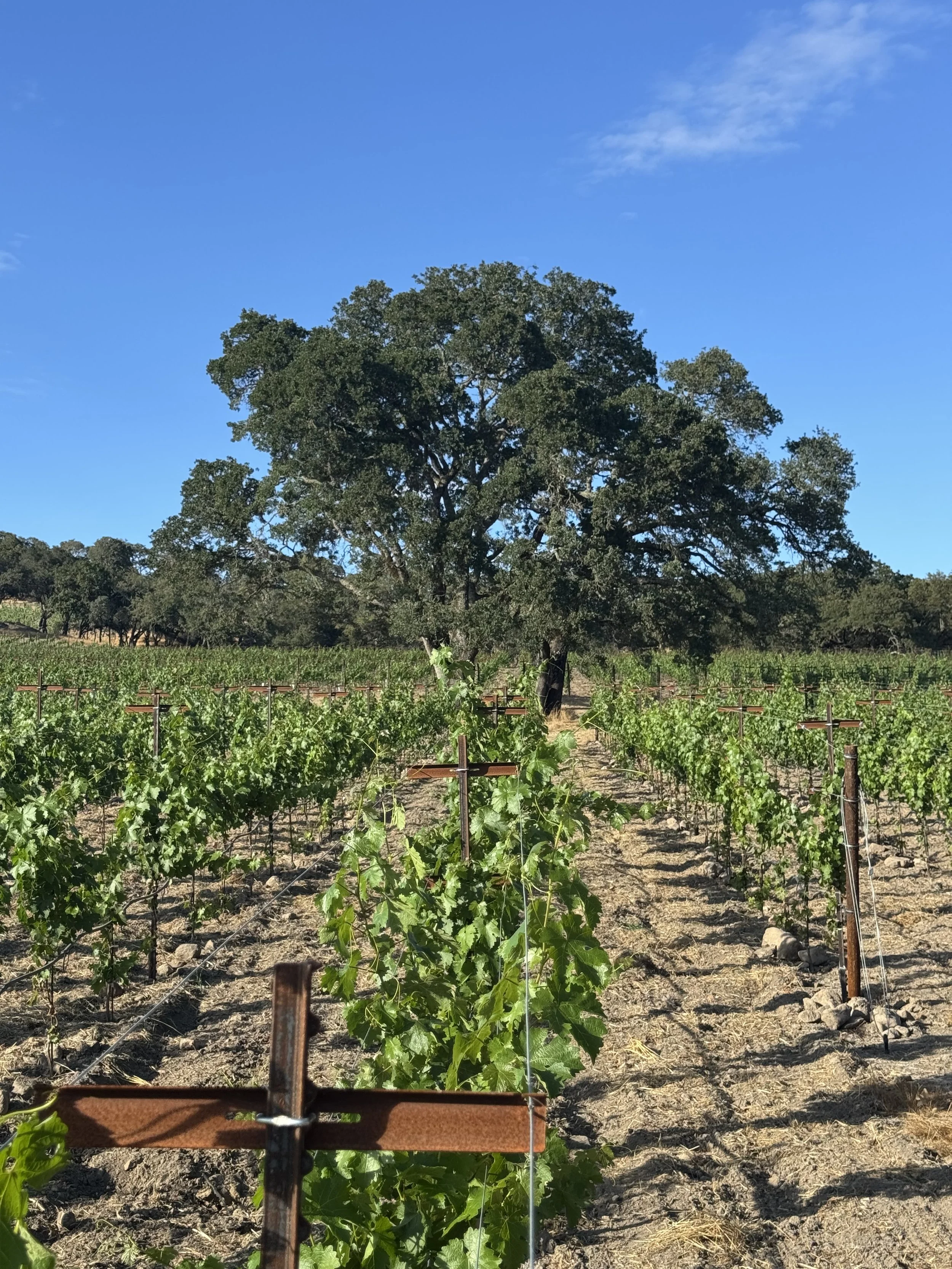 Vineyard with rows of grapevines and a large tree in a field under a blue sky with some clouds.