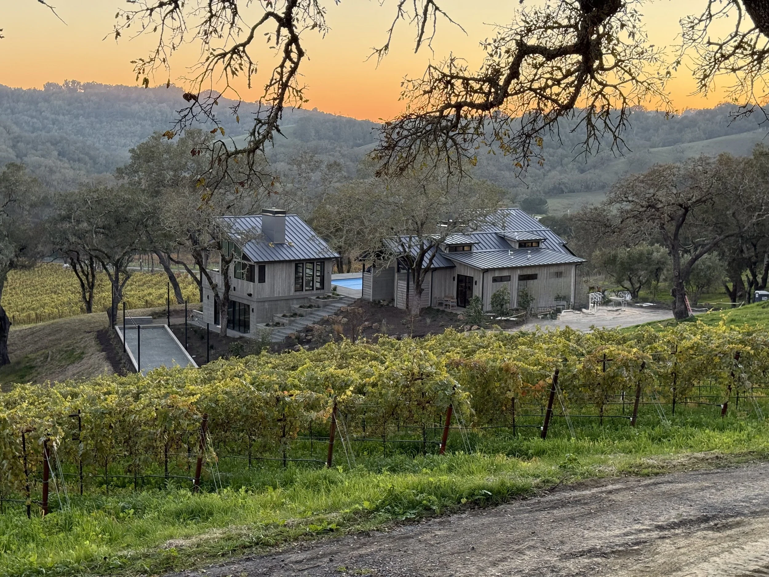 A landscape scene of a hillside vineyard with modern houses and rolling hills in the distance during sunset, with bare trees in the foreground.