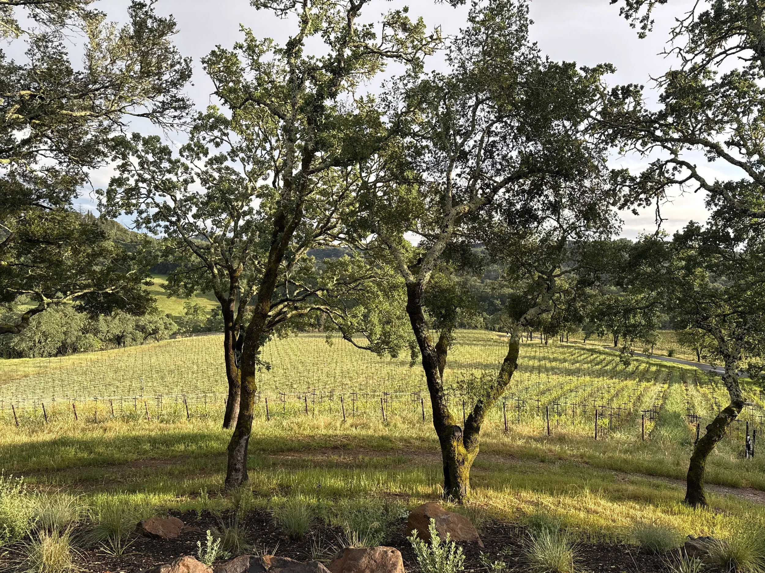 A scenic view of a vineyard with several large, leafy trees in the foreground. Rolling green hills and additional trees can be seen in the background under a mostly cloudy sky.