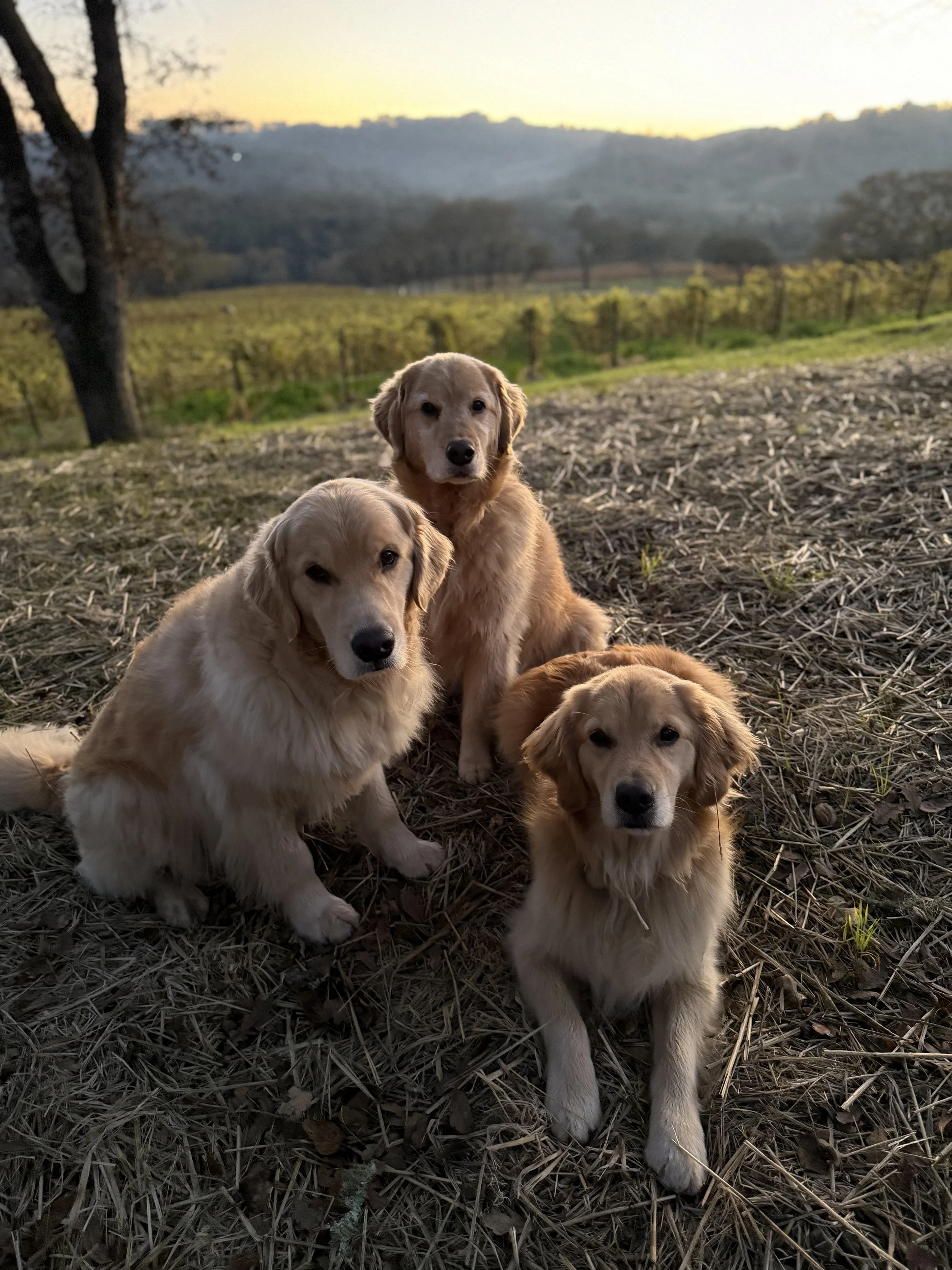 Four golden retriever puppies sitting on a dirt and dried grass ground outdoors at sunset with a background of hills and trees.