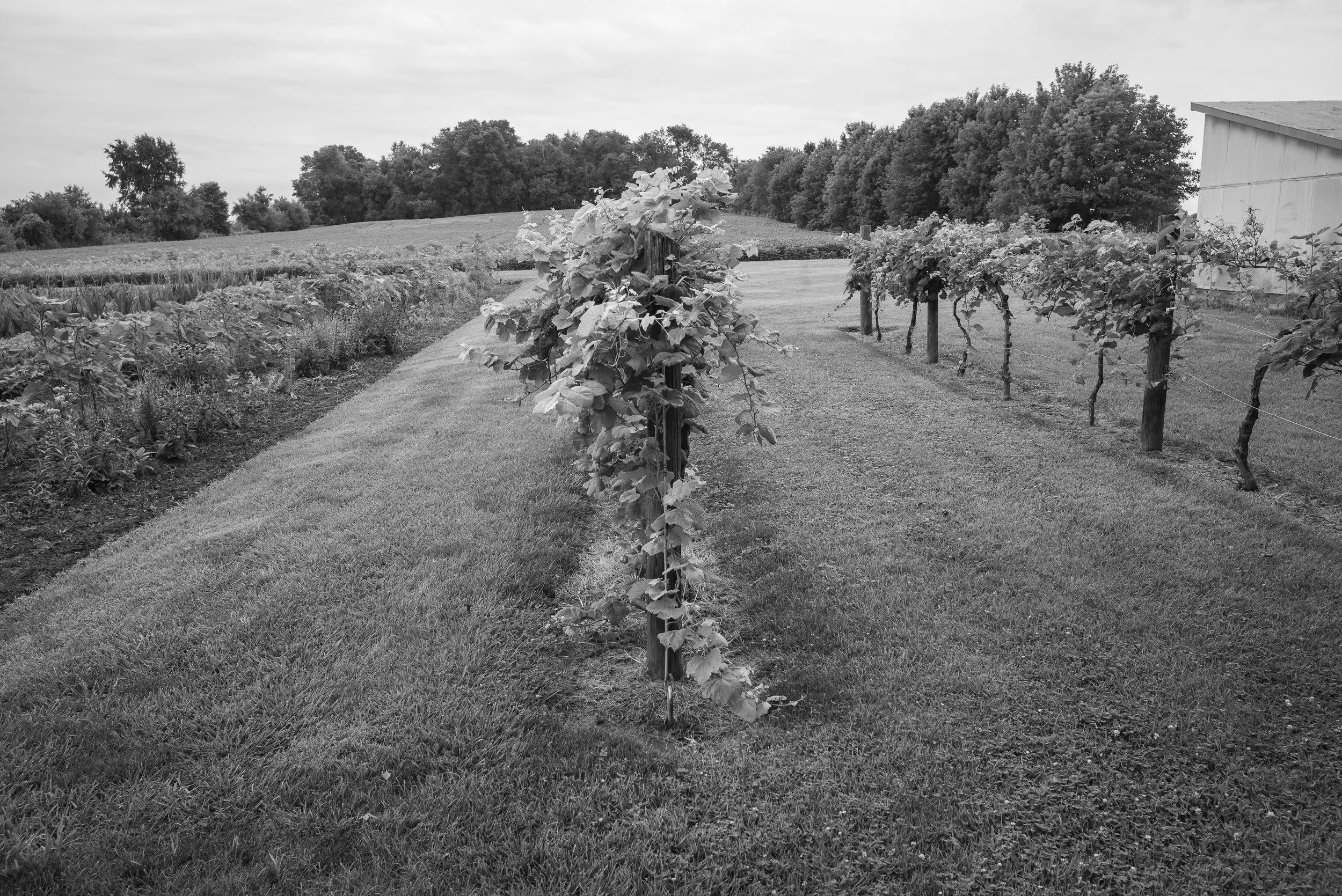 2017_Delbecq_Farm_12.jpg