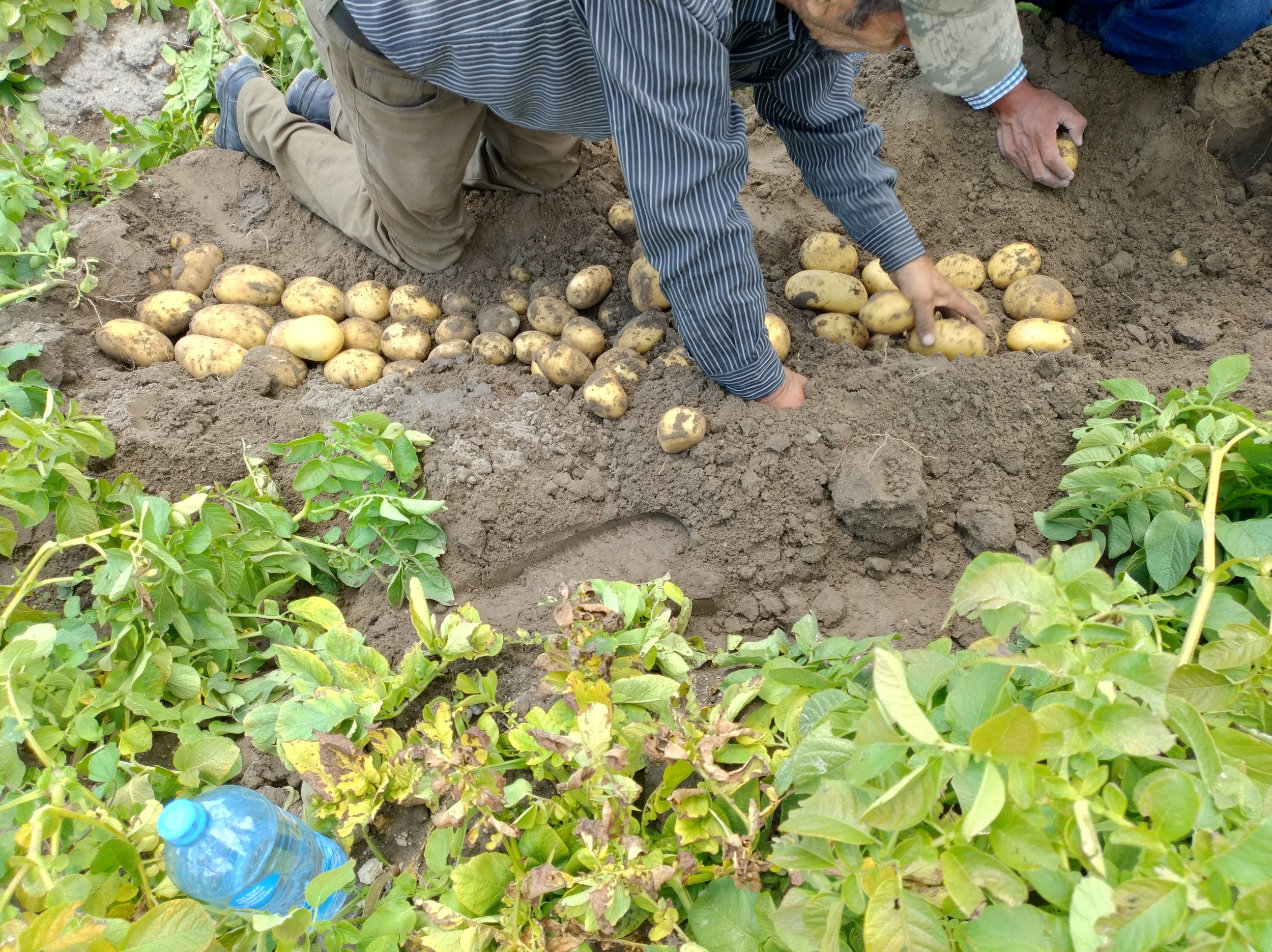Persona cosechando papas en un campo con tierra suelta y plantas verdes cercanas, además hay una botella de agua transparente en el suelo.