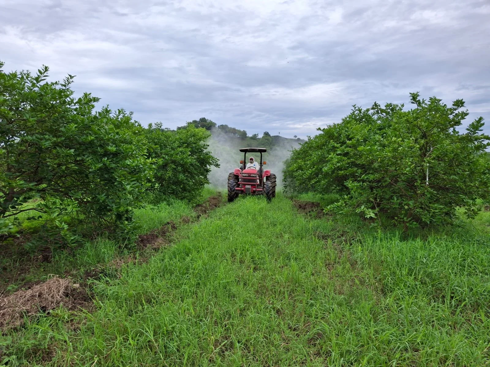 Un tractor rojo en medio de un campo de cultivo con plantas verdes a ambos lados y un cielo nublado en el fondo.