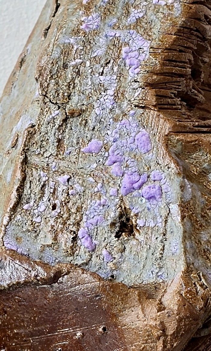 Gallery of the Subflorescence 20251210_095022 2.jpg