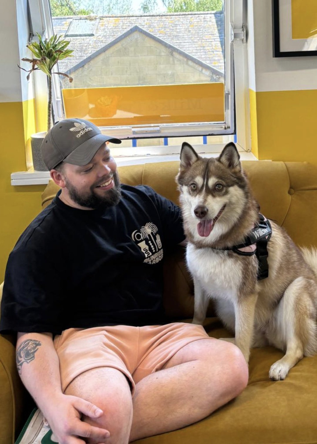 A man and a husky dog sitting on a yellow couch, with the man smiling at the dog. The man is wearing a gray cap and black T-shirt, and the dog has a harness and is panting with its tongue out. There is a window behind them letting in natural light, and a potted plant on the windowsill.
