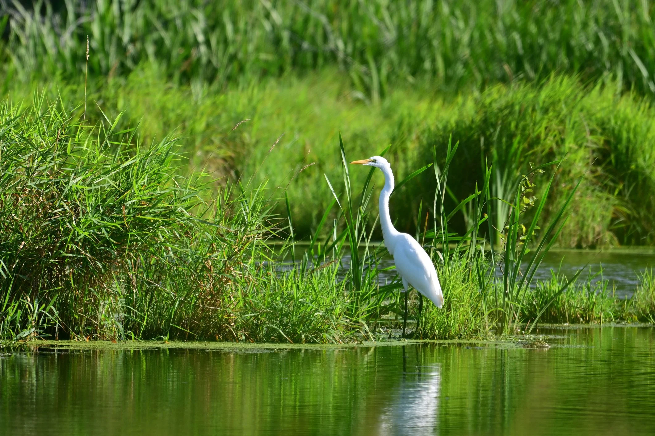 Un garza blanca en un humedal con abundante vegetación acuática y cebras en el fondo.