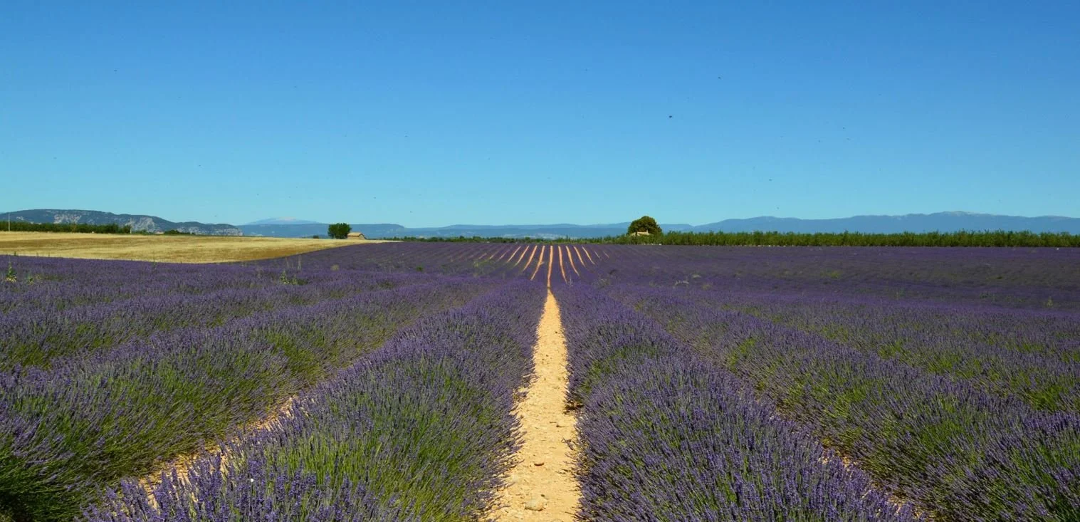 Champ de lavande en Provence