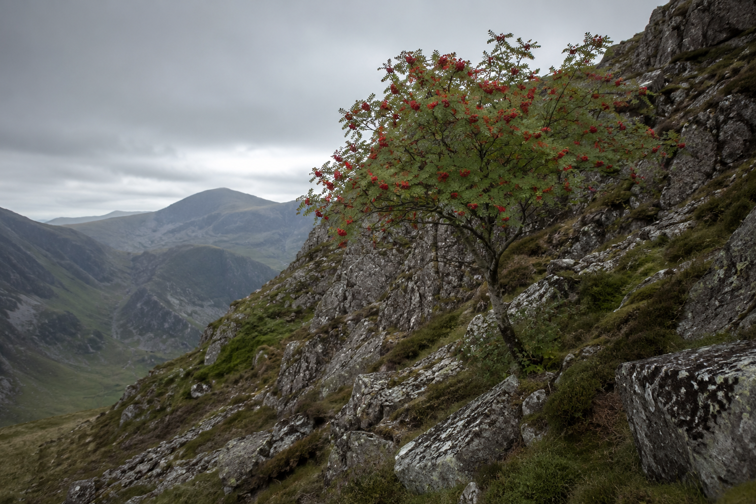 A lone tree with red berries growing on a steep, rocky mountainside under a cloudy sky.