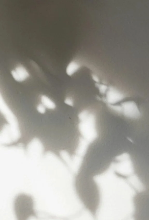 Shadowy plant or leaf shapes cast on a wall or surface.