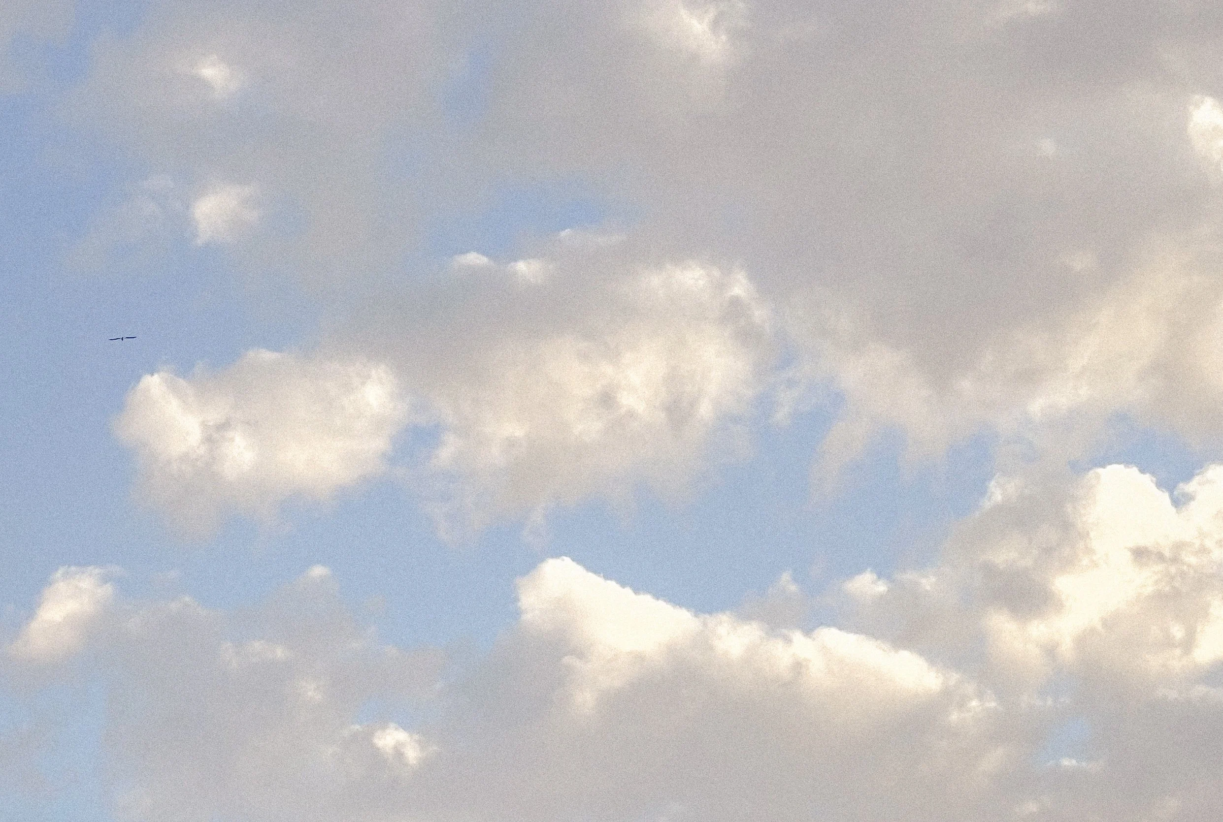 Sky with scattered clouds and a single bird flying.