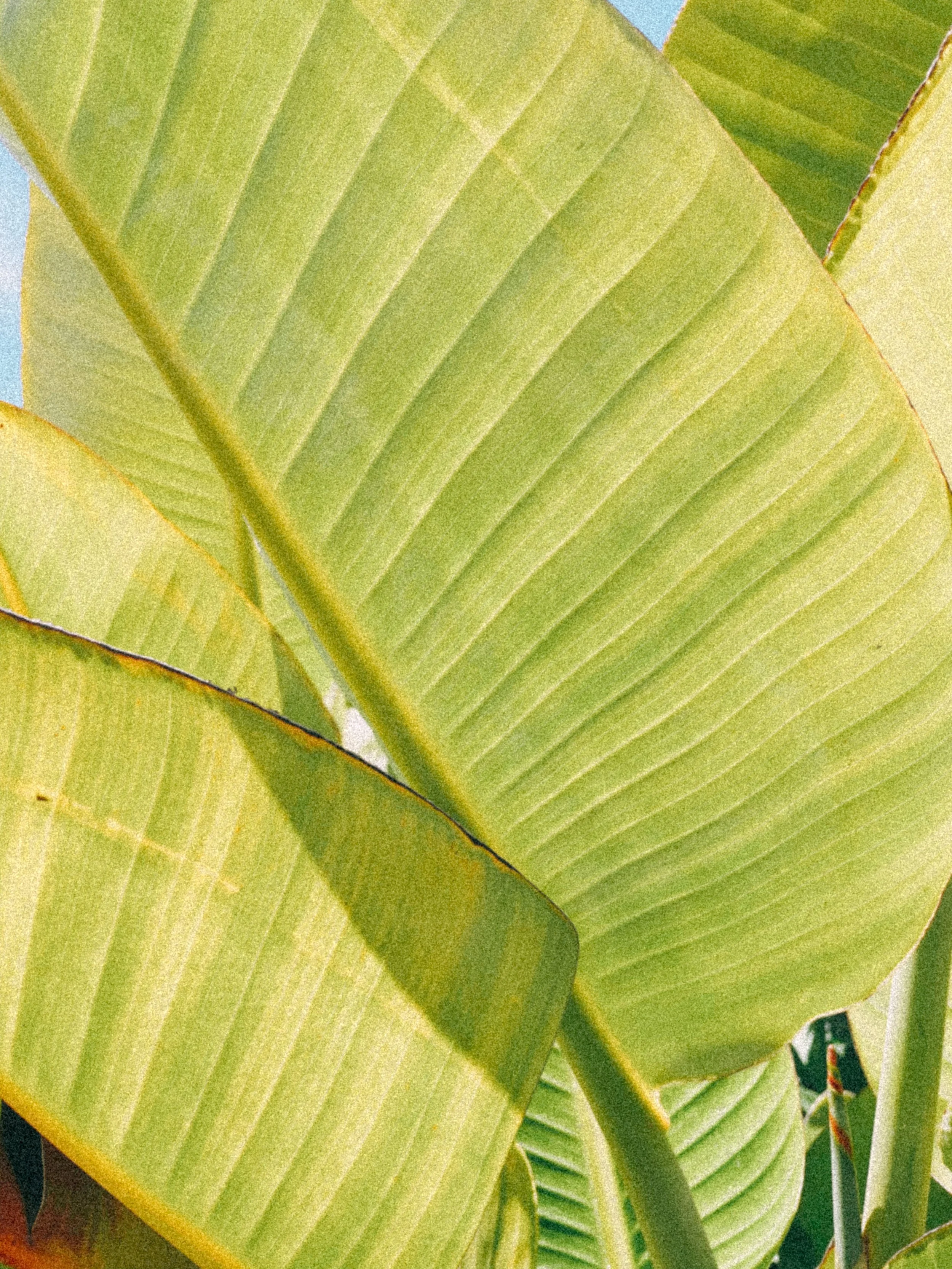 Close-up of green banana leaves with prominent vein patterns.