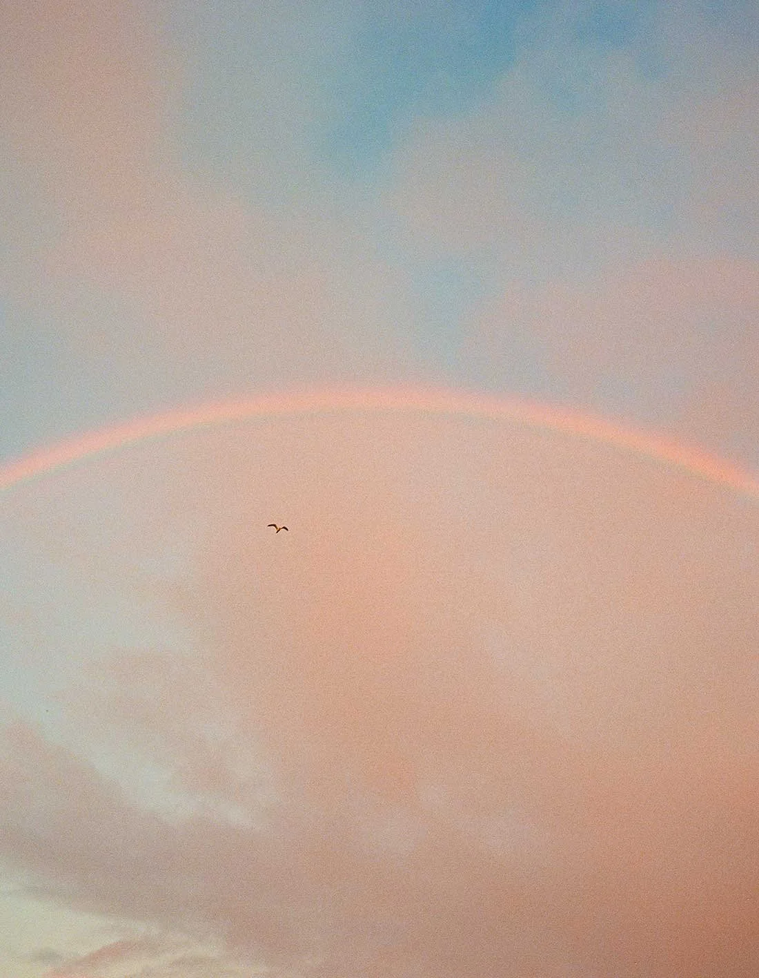 A pastel-colored sky with a faint rainbow and a bird flying.