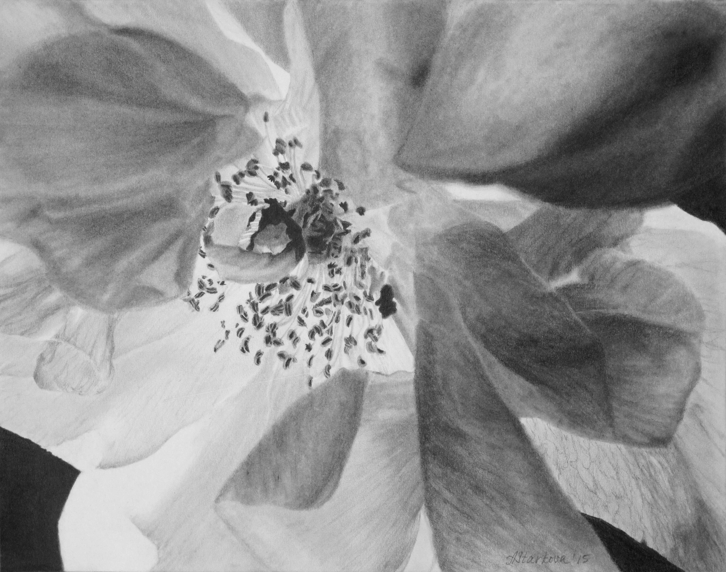 A black-and-white sketch of a flower, showing petals and stamens with detailed shading and textures.