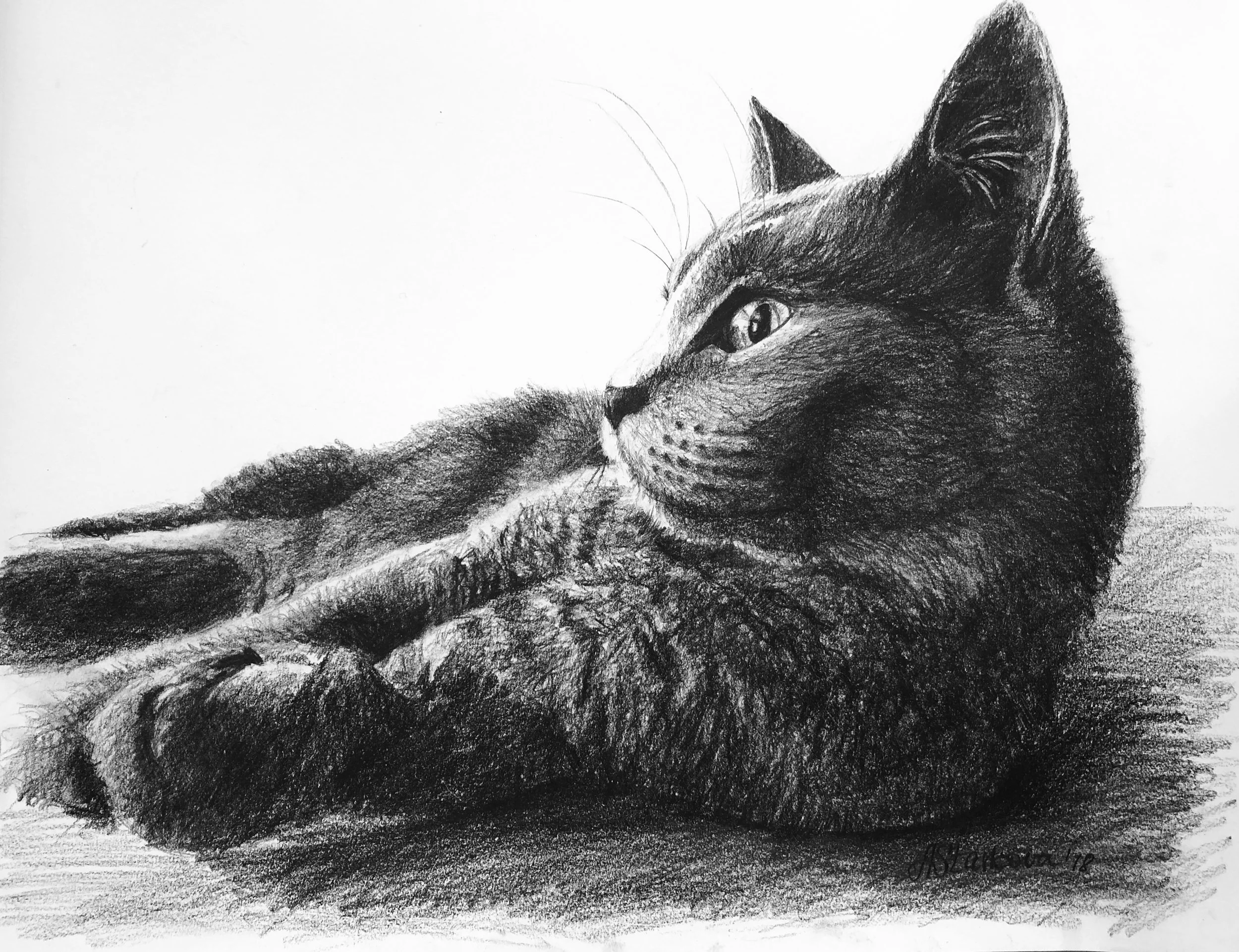 A detailed graphite pencil drawing of a cat's face and upper body, focusing on the left profile, with realistic fur texture and expressive eyes.