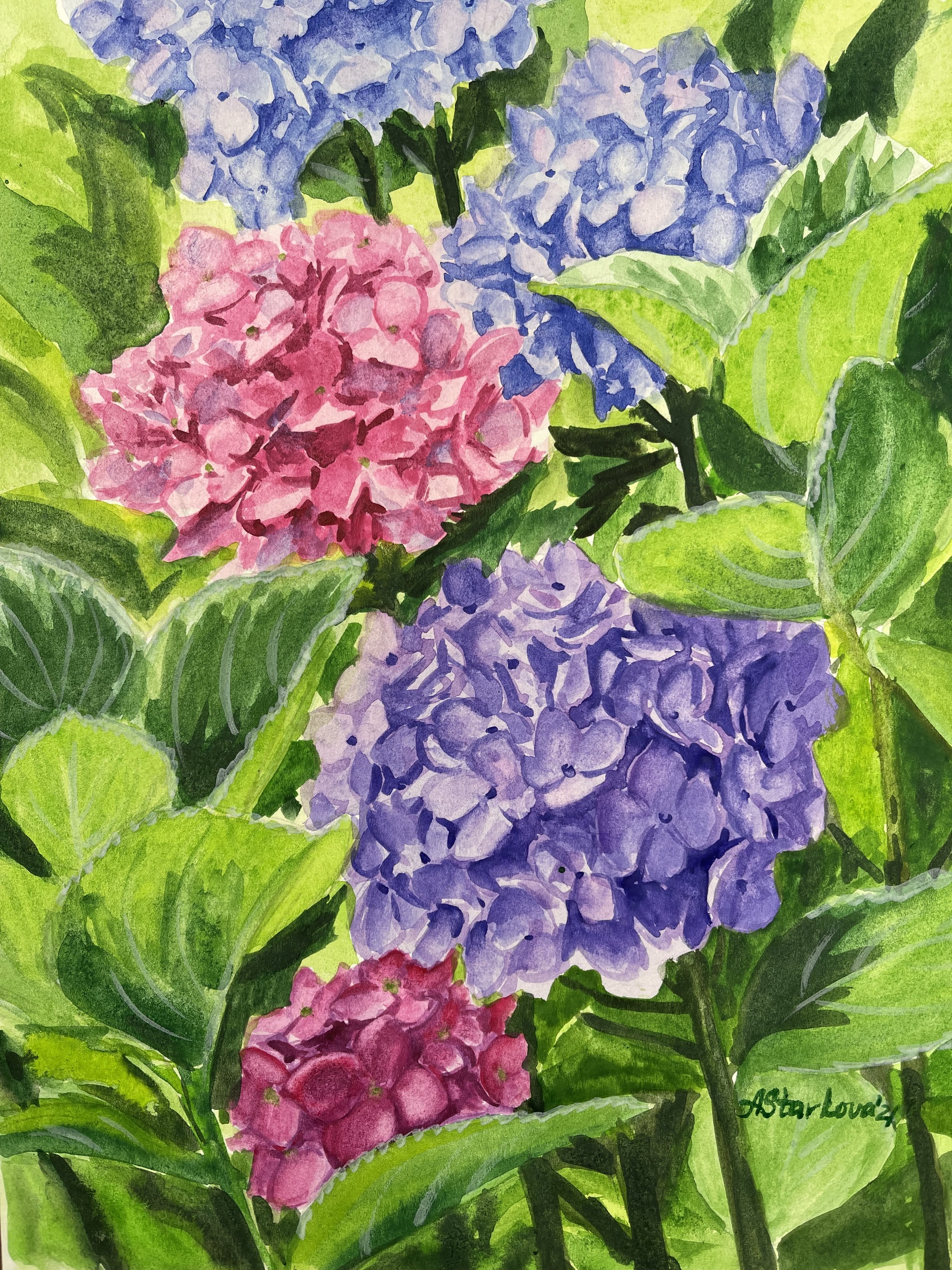Watercolor painting of pink and purple hydrangea flowers with green leaves.