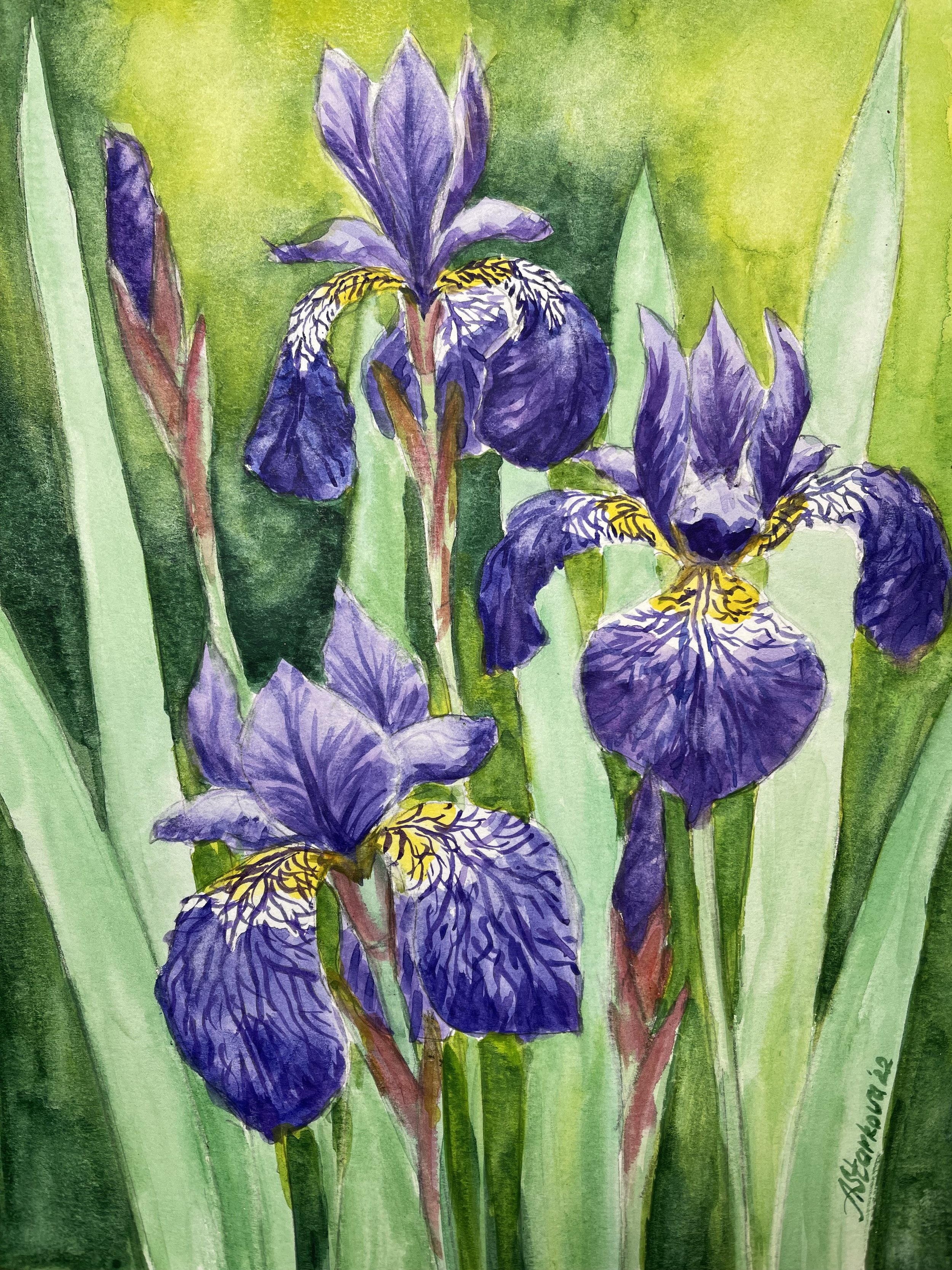 A watercolor painting of purple irises with green leaves and stems.