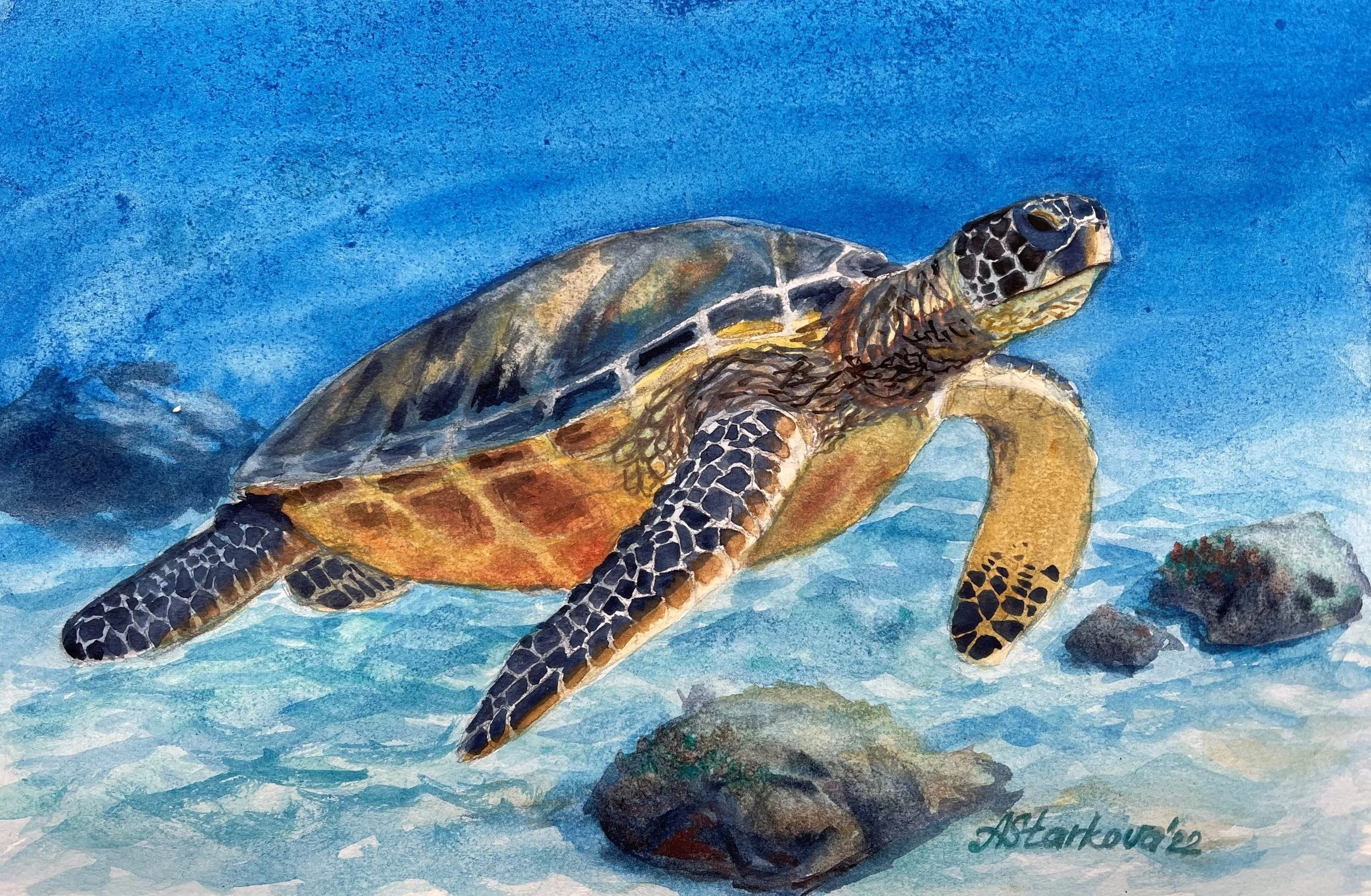 Painting of a sea turtle swimming in the blue ocean water, with rocks beneath.