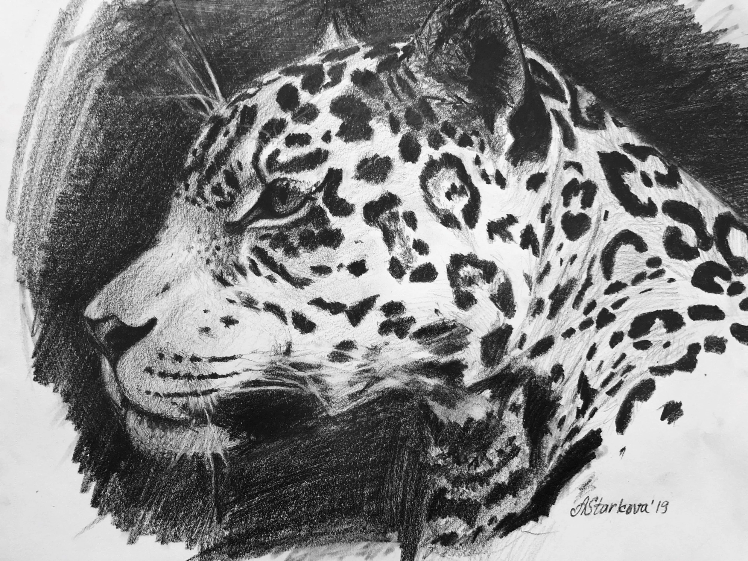 A detailed black and white drawing of a jaguar head, showing distinctive dark spots and alert eyes.