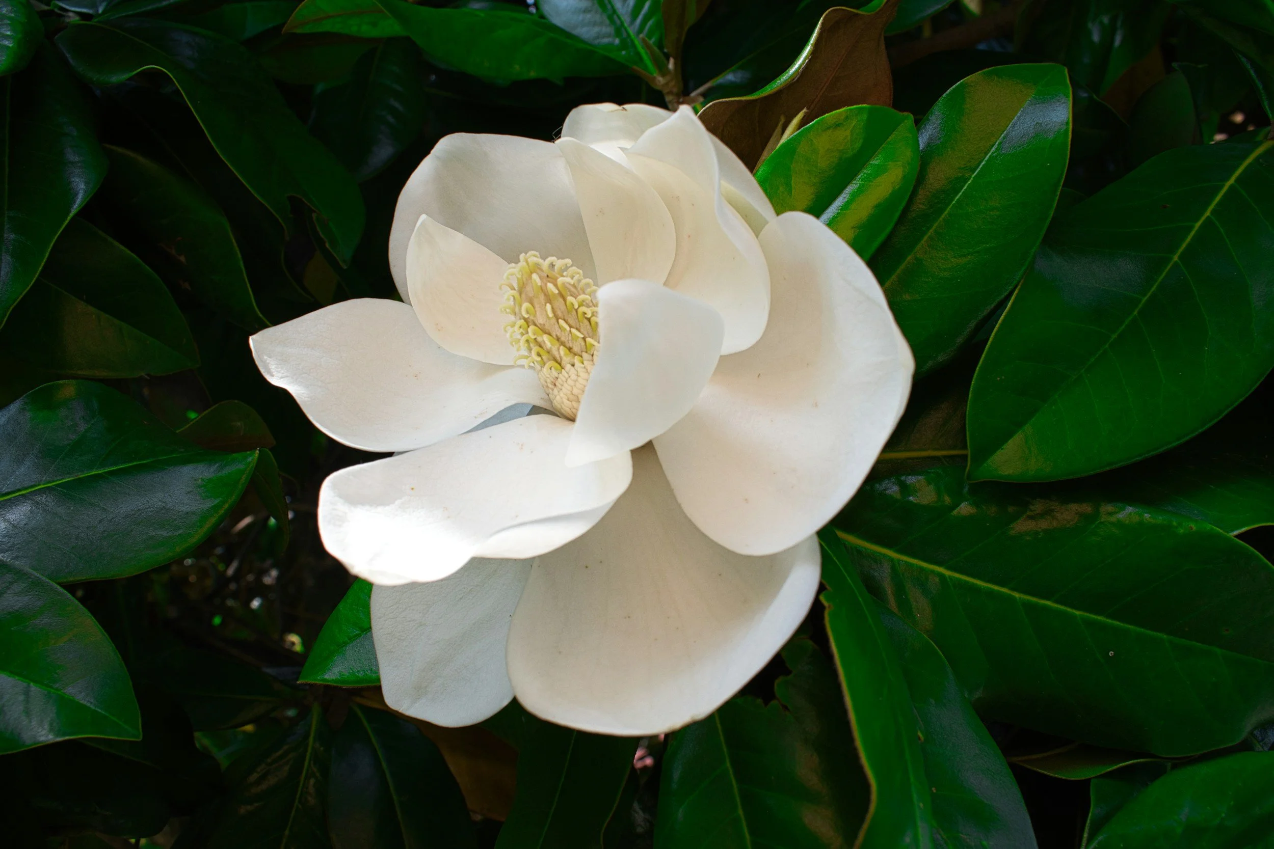 magnolia flower