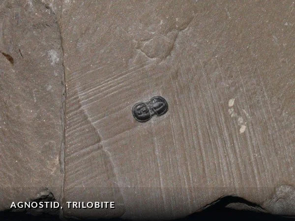 F006 - Agnostid, Trilobite.jpg