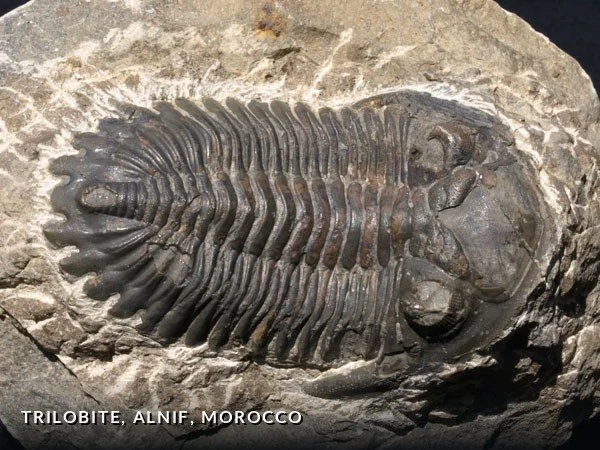 F011 - Trilobite, Alnif, Morocco.jpg