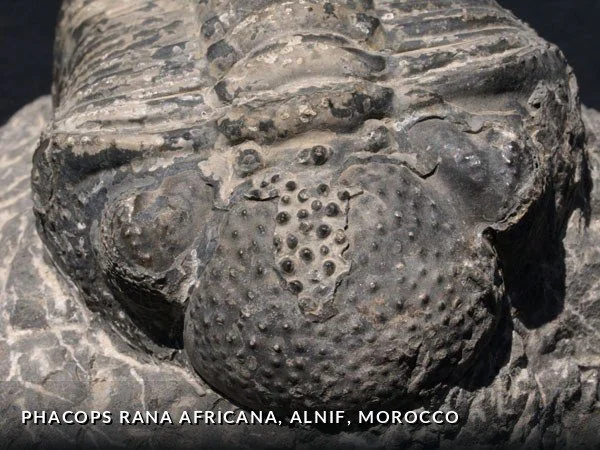 F012a - PhacopsRanaAfricana, Alnif, Morocco.jpg